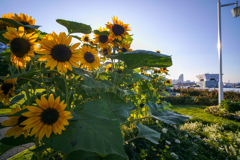 sunflower2024