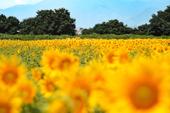 sunflower2024