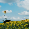 sunflower2024