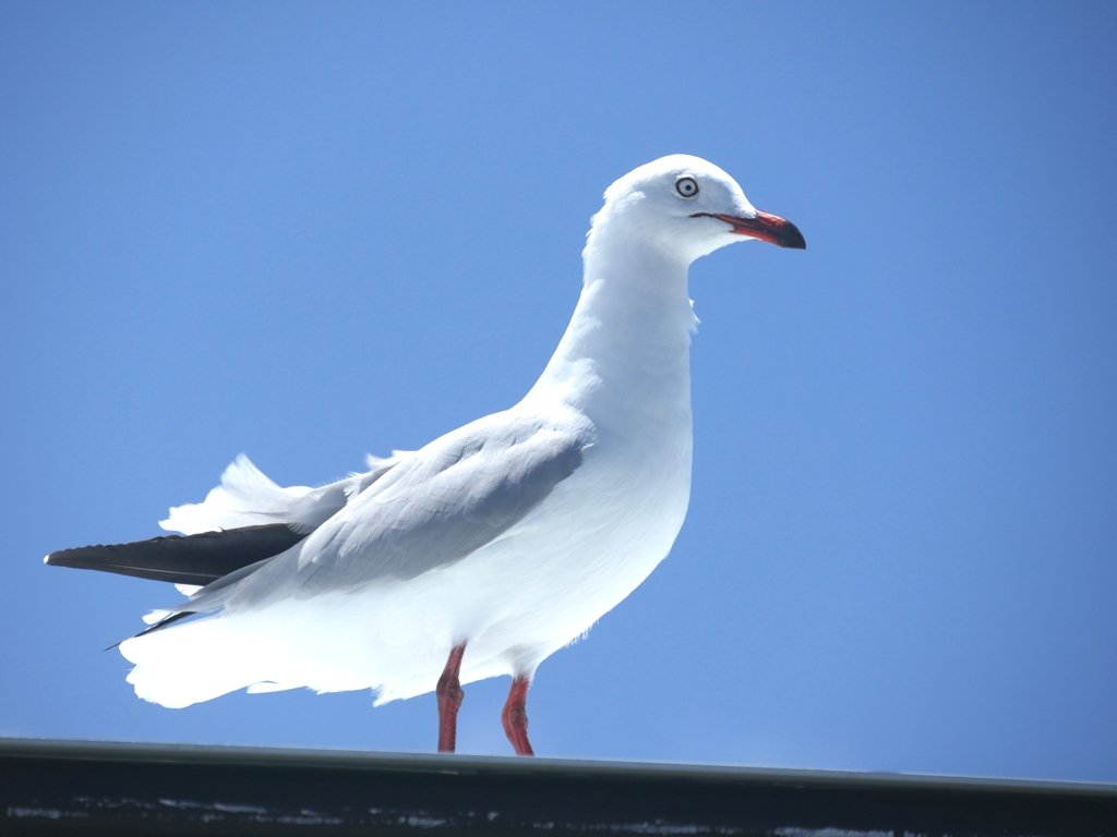 カモメ