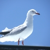 カモメ