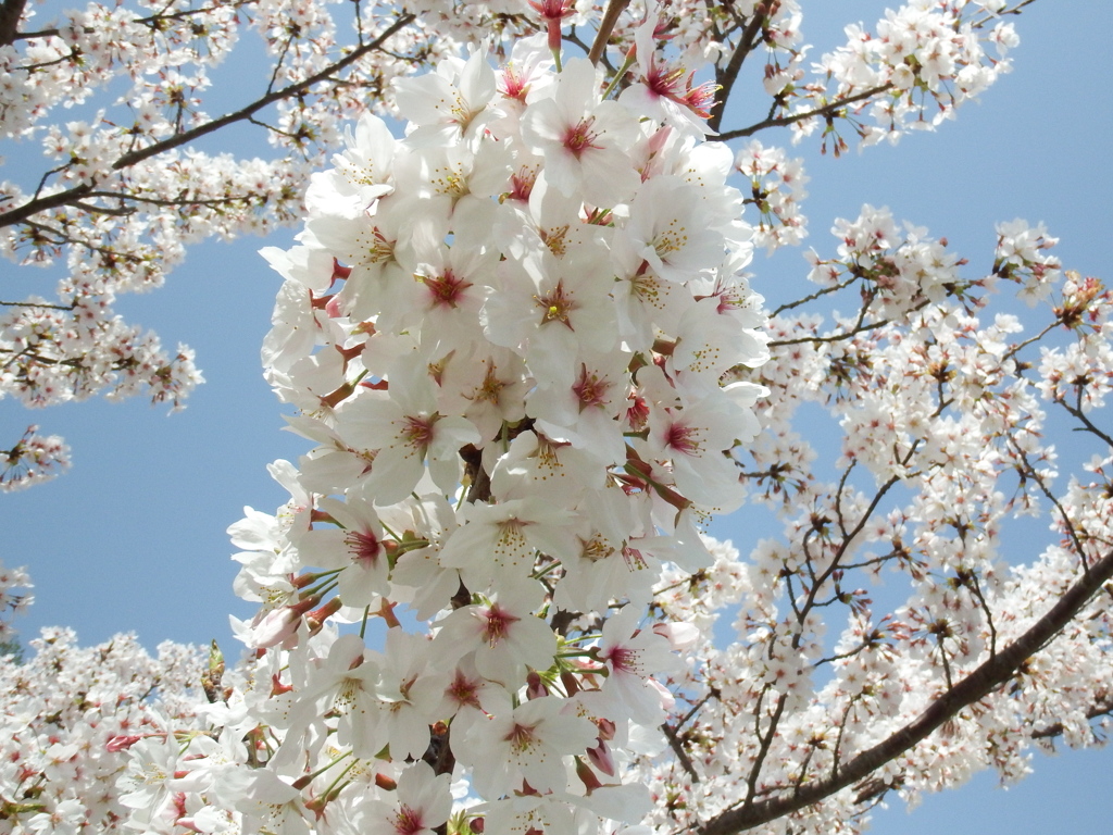 ぼんぼり桜