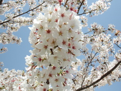 ぼんぼり桜