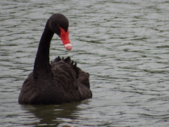 黒鳥?