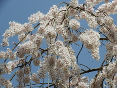 しだれ雫