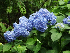 紫陽花連