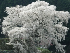 しだれ滝