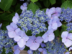 環紫陽花