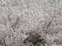 満開①