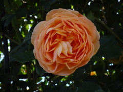 薔薇包