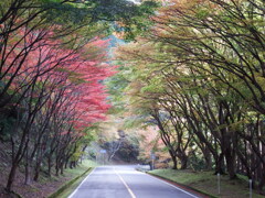 秋色トンネル