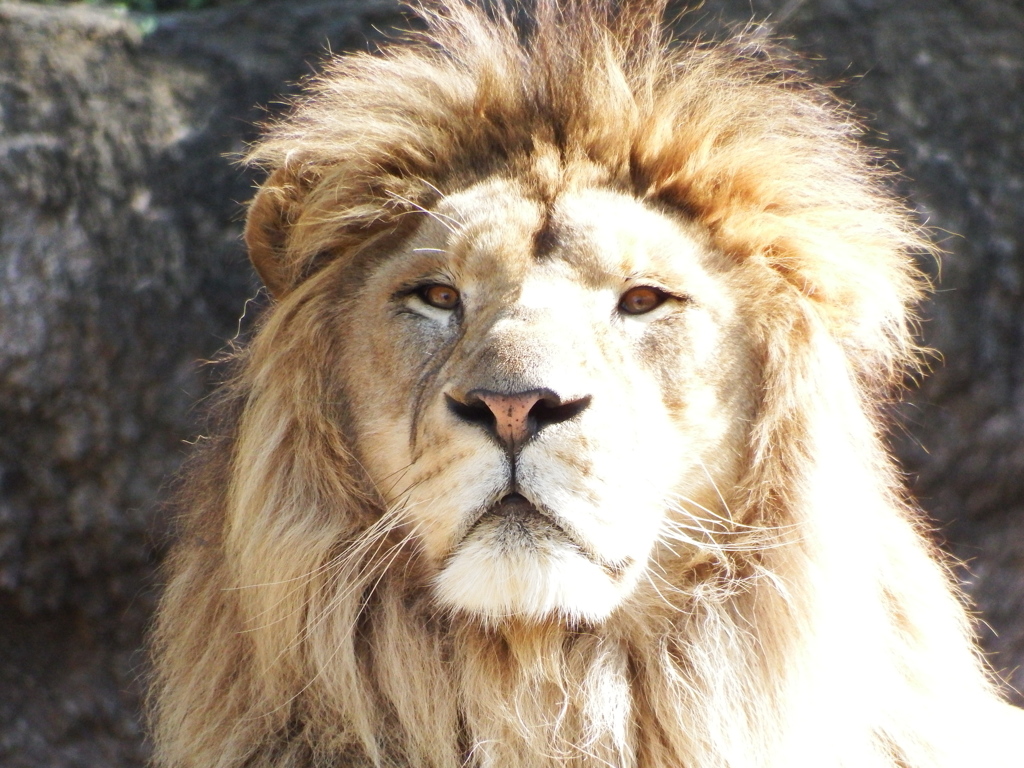 百獣王