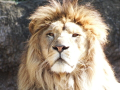 百獣王