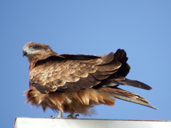 美鳶