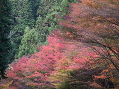 燃ゆる秋