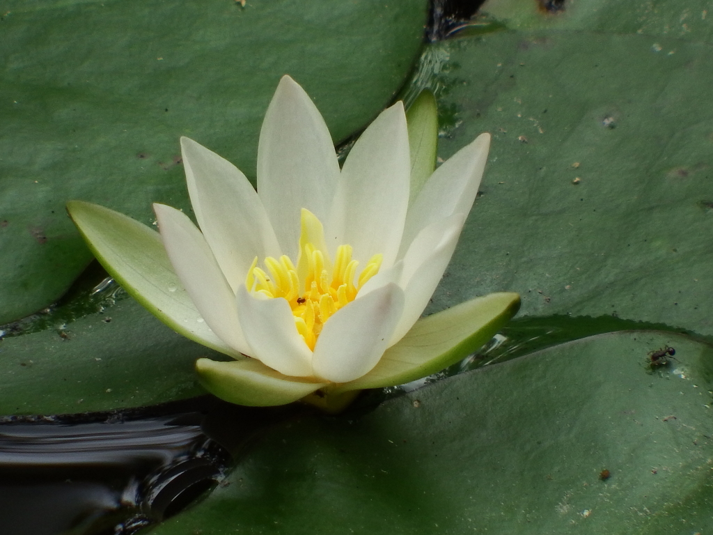 ひつじ草