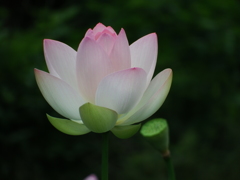美蓮