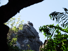 猫岩