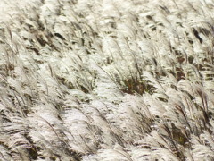風光輝