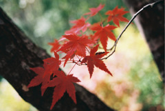 一枝の紅葉