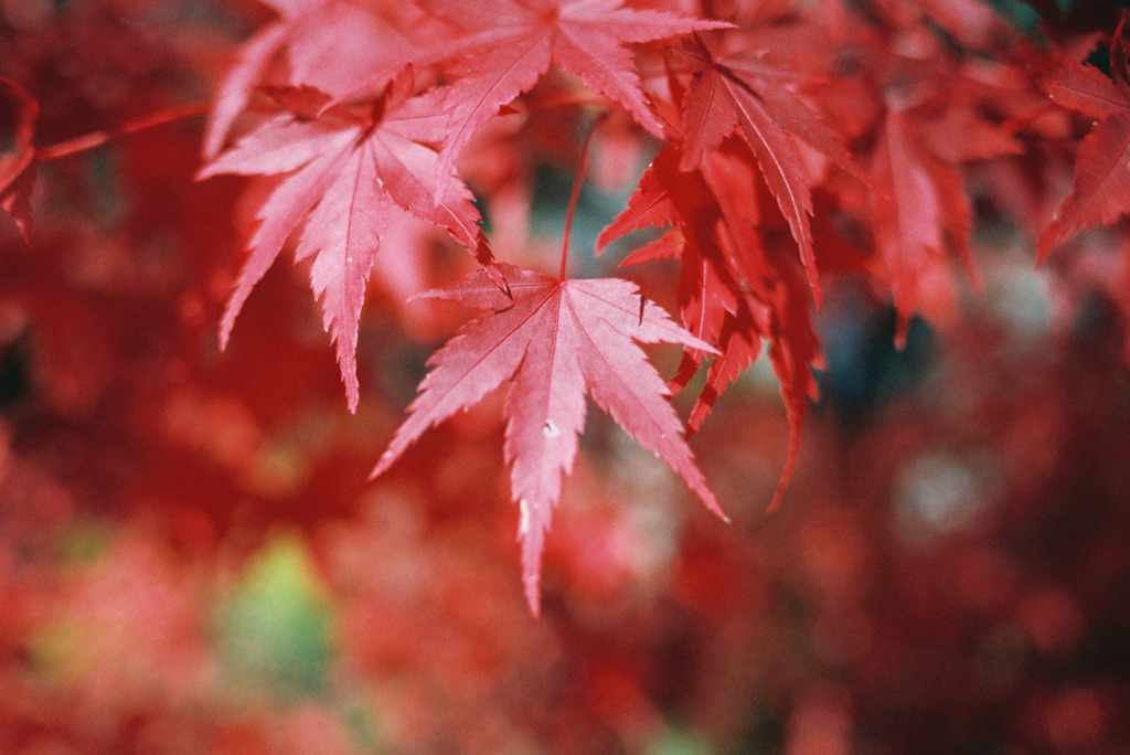 紅葉と光