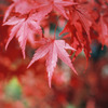紅葉と光