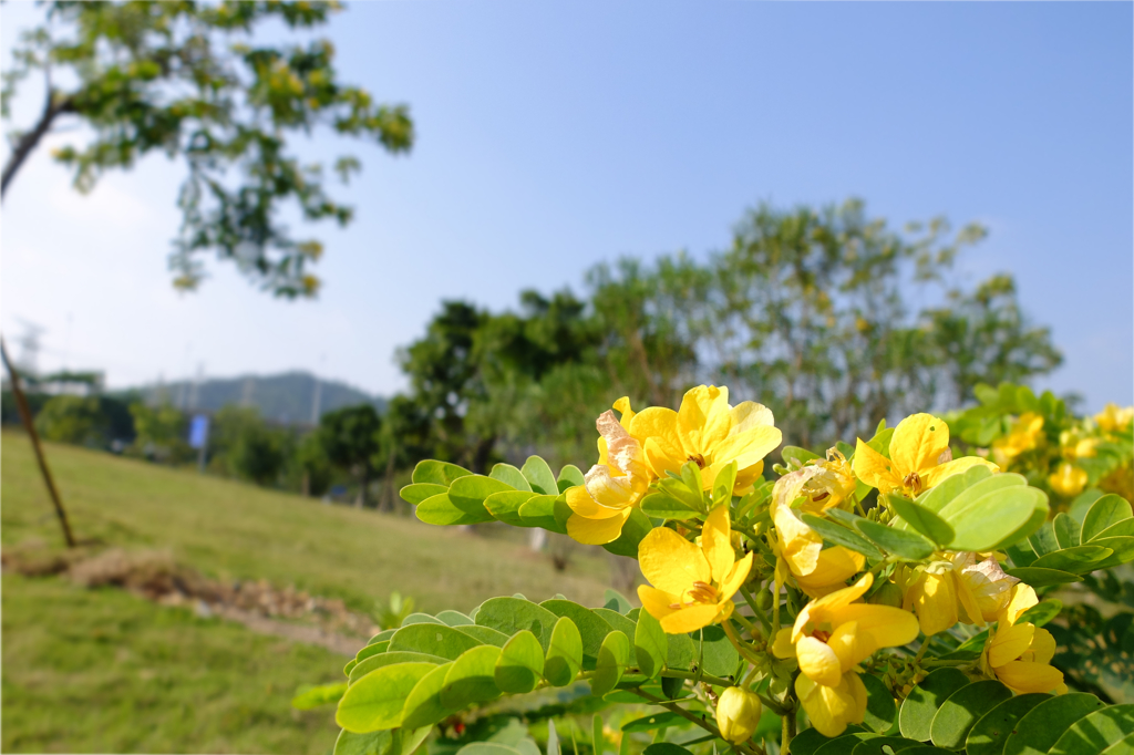 何の花？