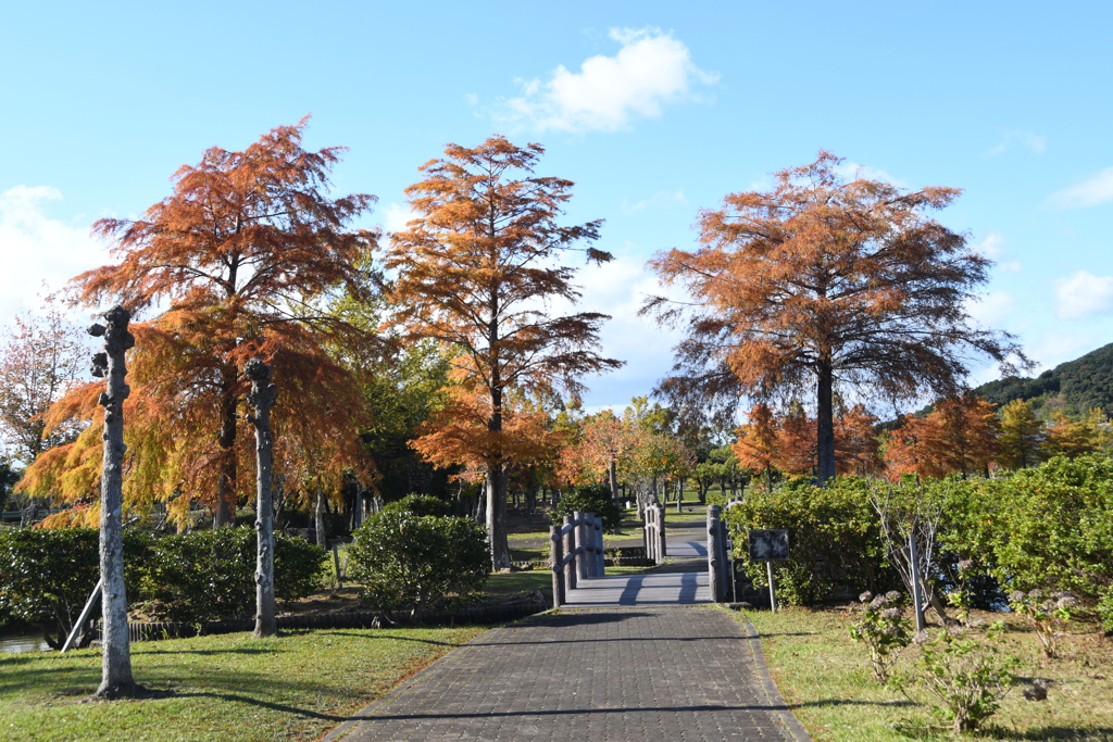 伊勢　朝熊山麓公園　秋