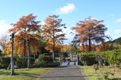 伊勢　朝熊山麓公園　秋
