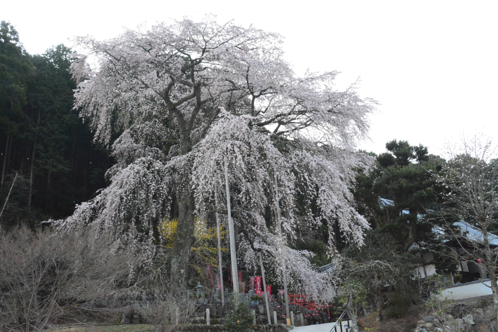 龍祥寺　しだれ桜