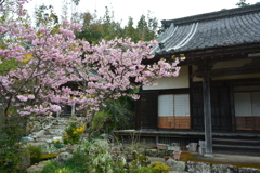 横輪桜と桂林寺