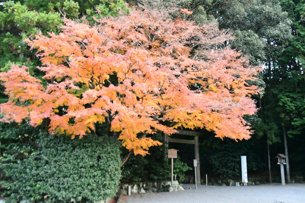 伊勢　月読宮　紅葉