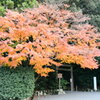 伊勢　月読宮　紅葉