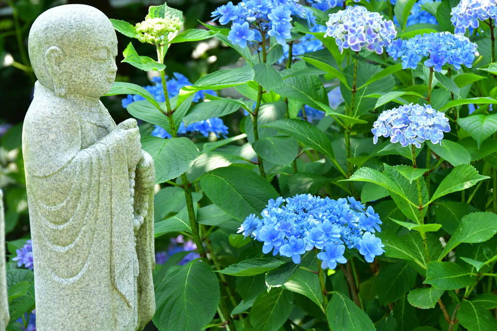 地蔵と紫陽花