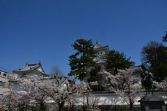 大垣城　桜