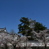 大垣城　桜