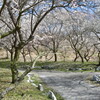 いなべ農業公園梅林公園