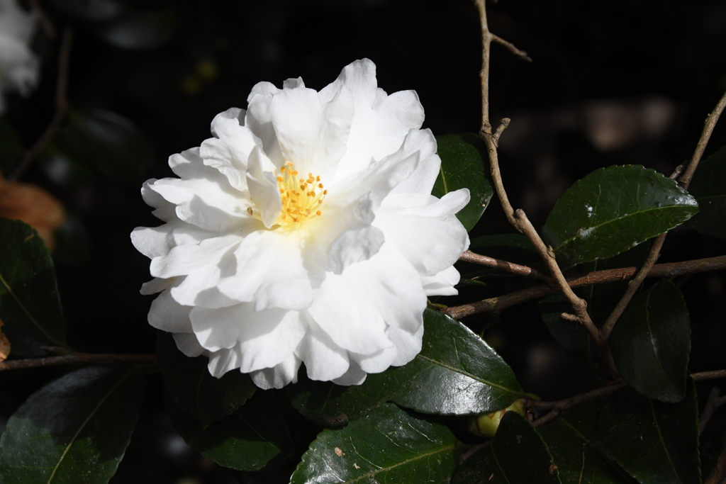 松阪　山茶花