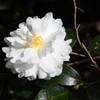 松阪　山茶花