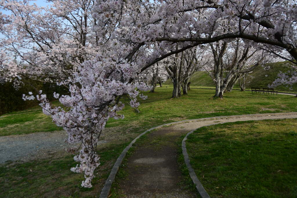 伊勢　宮川堤と桜