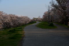 宮川堤と桜