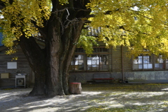 南伊勢町　河内のイチョウ