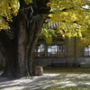 南伊勢町　河内のイチョウ