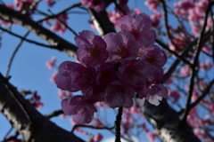 志摩　陽光桜