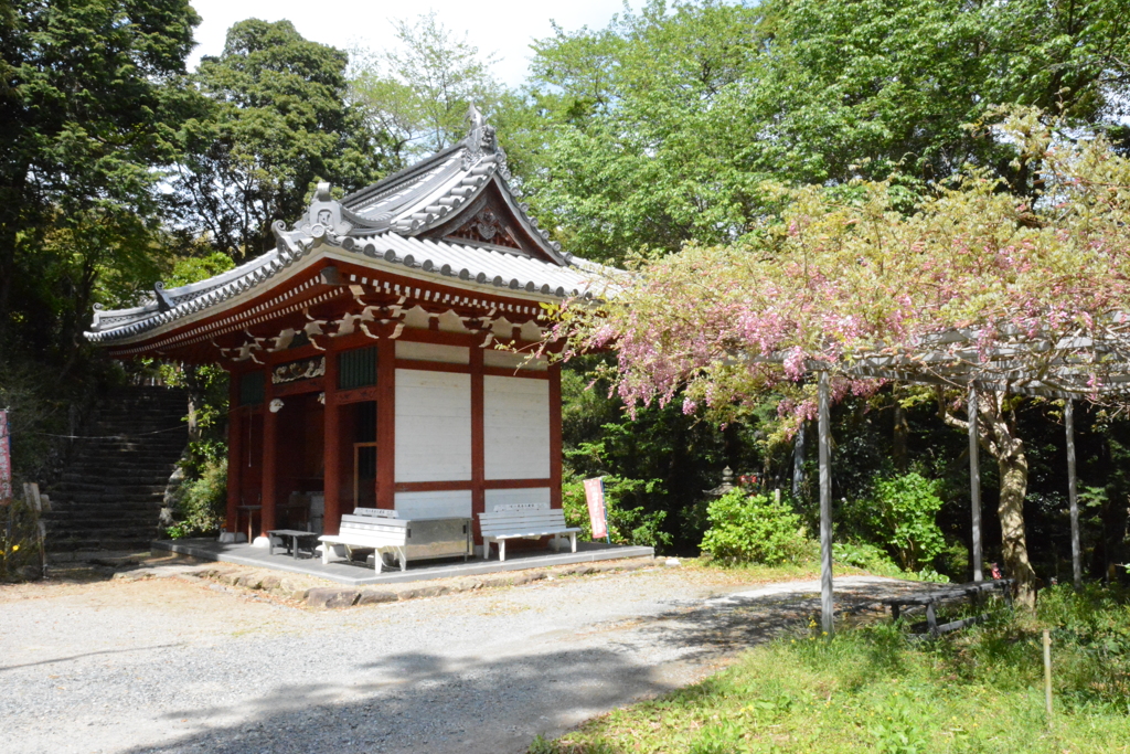 太江寺と藤