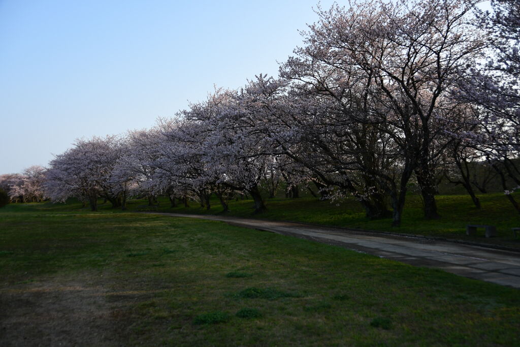 宮川堤と桜