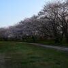 宮川堤と桜