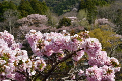 横輪桜と風景