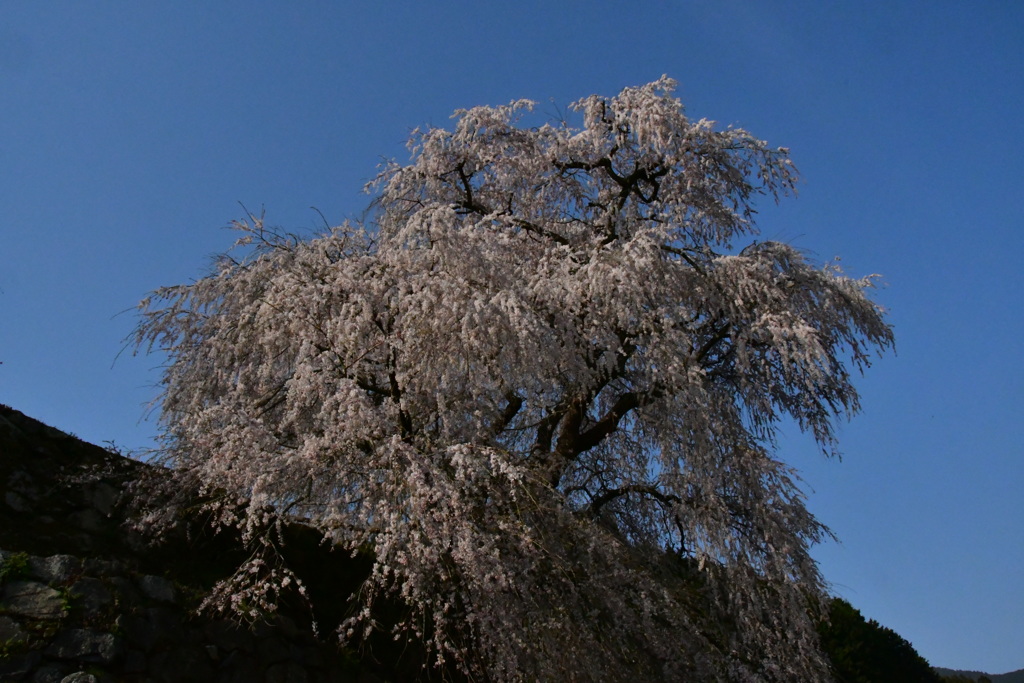 奈良　又兵衛桜