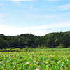 ハス　風景